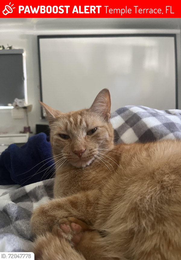 Lost Male Cat last seen Fern Cliff Ave , Temple Terrace, FL 33617