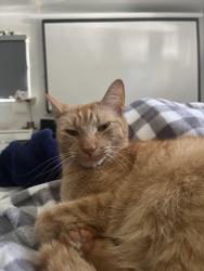 Lost Male Cat last seen Fern Cliff Ave , Temple Terrace, FL 33617