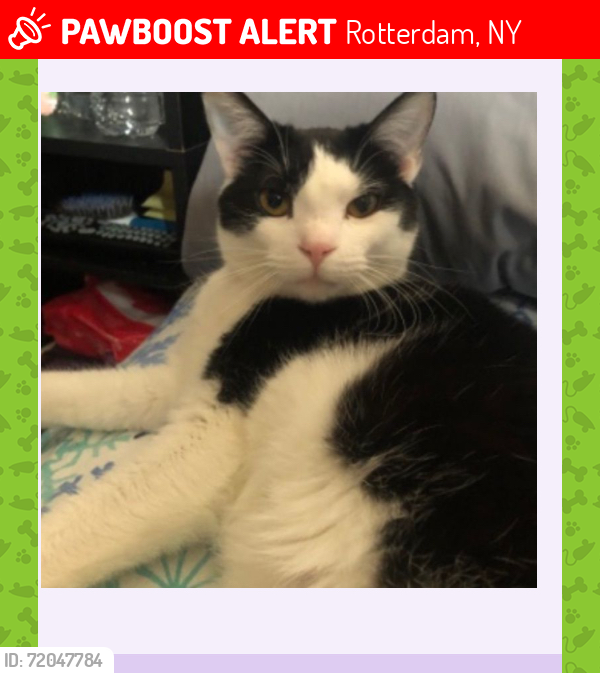 Lost Male Cat last seen Rt. 5 Vely Road, Sparta, NJ 07871
