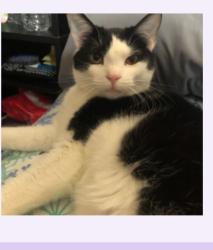 Lost Male Cat last seen Rt. 5 Vely Road, Sparta, NJ 07871