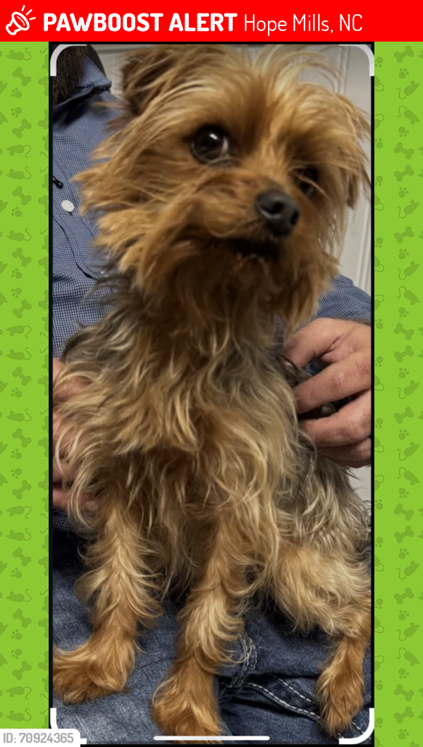 Lost Male Dog last seen Hattie Grey Ave Hope Mills, Hope Mills, NC 28348