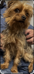 Lost Male Dog last seen Hattie Grey Ave Hope Mills, Hope Mills, NC 28348