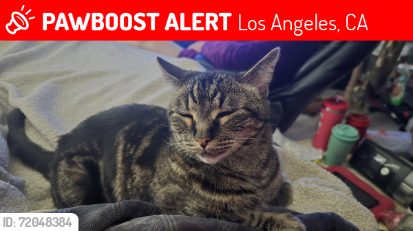 Lost Male Cat last seen Rosco Blvd/Fallbrook Ave , Los Angeles, CA 91304