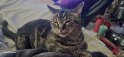 Lost Male Cat last seen Rosco Blvd/Fallbrook Ave , Los Angeles, CA 91304