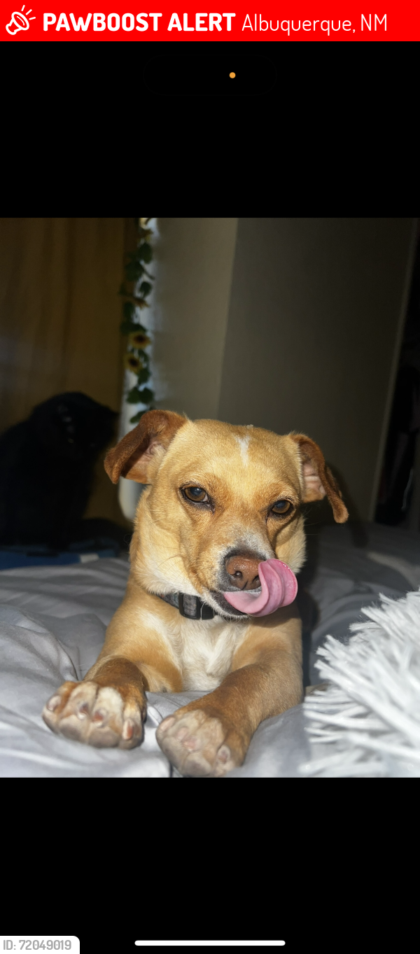 Albuquerque, NM Lost Female Dog, Mimi Is Missing PawBoost