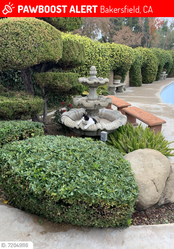 Lost Male Cat last seen Camino Media and Calle Extrano 93309, Bakersfield, CA 93309