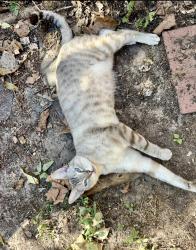 Lost Male Cat last seen N. Yorkglen Drive , Harris County, TX 77084