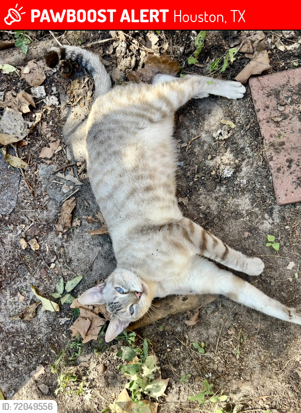 Lost Male Cat last seen N. Yorkglen Drive , Harris County, TX 77084