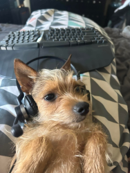 Lost Male Dog last seen Near Micron Dr (near Ingram and Culebra), San Antonio, TX 78251