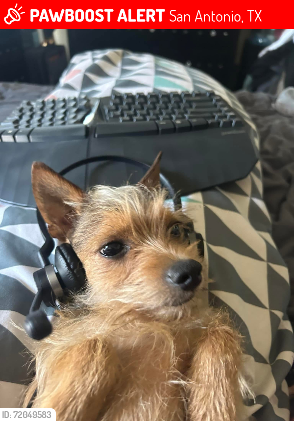 Lost Male Dog last seen Near Micron Dr (near Ingram and Culebra), San Antonio, TX 78251