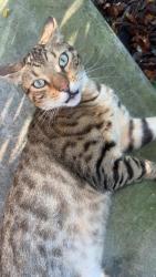 Lost Male Cat last seen Lee Dr Athens Tn, Athens, TN 37303