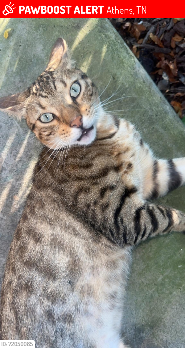 Lost Male Cat last seen Lee Dr Athens Tn, Athens, TN 37303