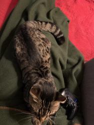 Lost Male Cat last seen Springfield Lake Rec Centre, Middle Sackville, NS B4E 3B5
