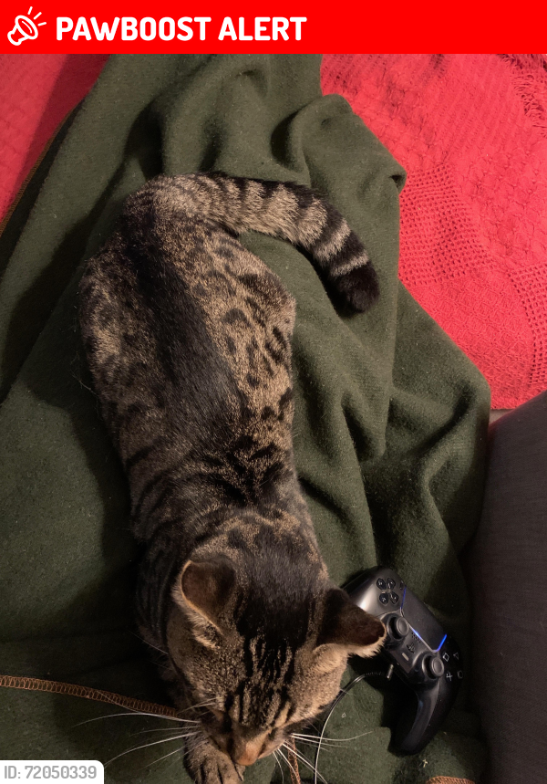 Lost Male Cat last seen Springfield Lake Rec Centre, Middle Sackville, NS B4E 3B5
