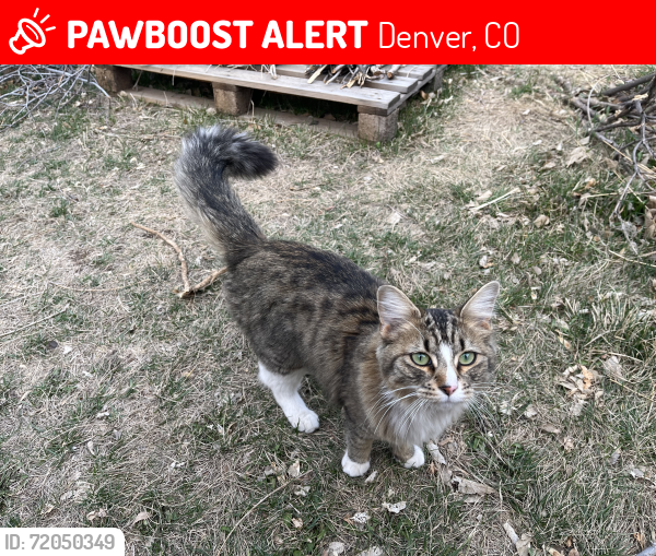 Lost Female Cat last seen Hazel ct Alaska pl, Denver, CO 80219
