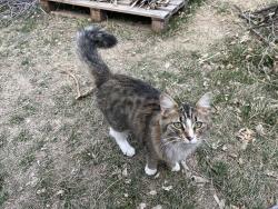 Lost Female Cat last seen Hazel ct Alaska pl, Denver, CO 80219