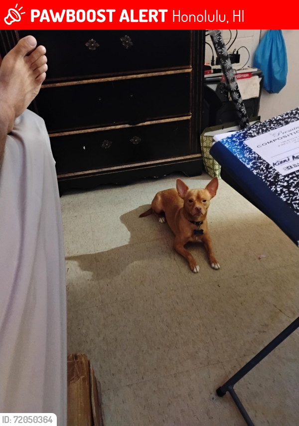 Lost Male Dog last seen S.king st.Iwalei, Honolulu, HI 96826