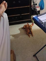 Lost Male Dog last seen S.king st.Iwalei, Honolulu, HI 96826