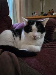 Lost Male Cat last seen Frank Fisher Lane and Smoky Row Rd., Strawberry Plains, TN 37871