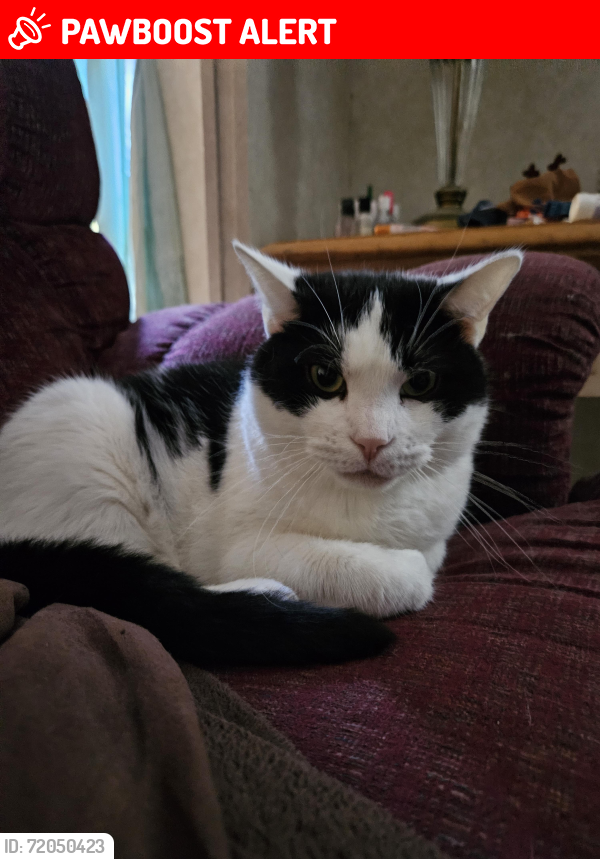Lost Male Cat last seen Frank Fisher Lane and Smoky Row Rd., Strawberry Plains, TN 37871