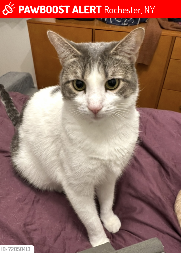 Lost Female Cat last seen Genessee and Arvine hts, Rochester, NY 14611