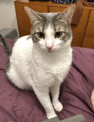 Lost Female Cat last seen Genessee and Arvine hts, Rochester, NY 14611