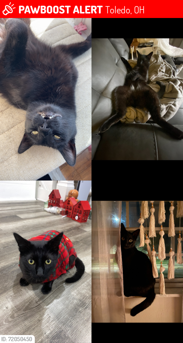 Lost Male Cat last seen Fassett and oak, Toledo, OH 43605