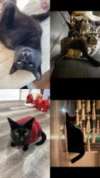 Lost Male Cat last seen Fassett and oak, Toledo, OH 43605