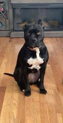 Lost Female Dog last seen Kentucky and Lipan , Denver, CO 80223