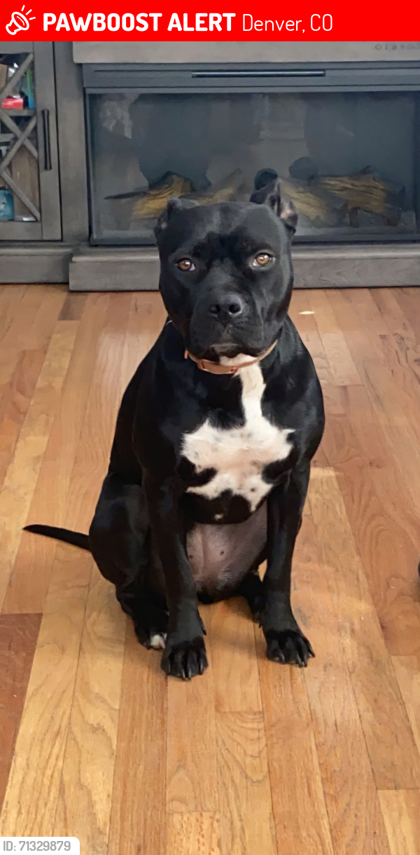 Lost Female Dog last seen Kentucky and Lipan , Denver, CO 80223