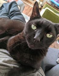 Lost Male Cat last seen Fulton and Clearview across from the football hall of fame, Canton, OH 44718