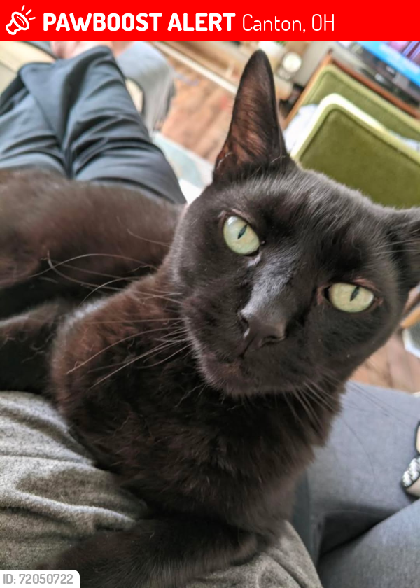 Lost Male Cat last seen Fulton and Clearview across from the football hall of fame, Canton, OH 44718
