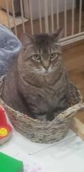 Lost Male Cat last seen Turnberry Place Dr and Strecker, Wildwood, MO 63011