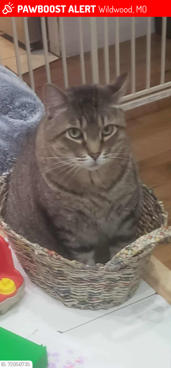 Lost Male Cat last seen Turnberry Place Dr and Strecker, Wildwood, MO 63011