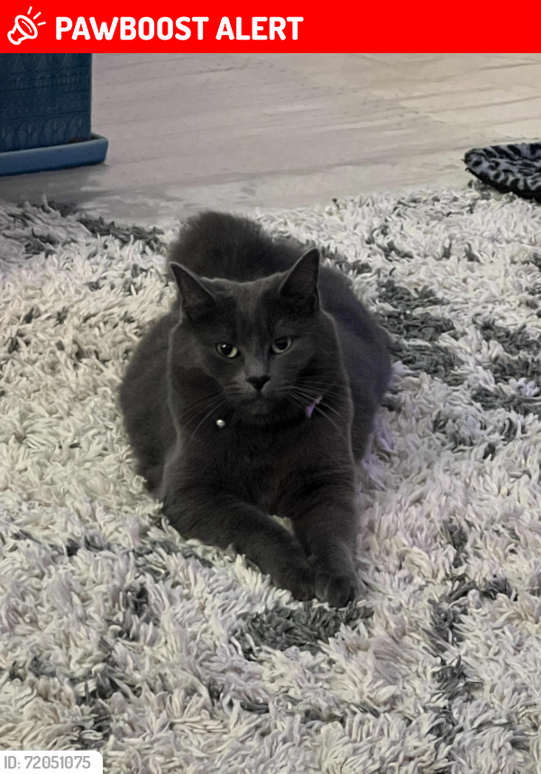 Lost Female Cat last seen 24 mile road and Van dyke, Shelby Township, MI 48316