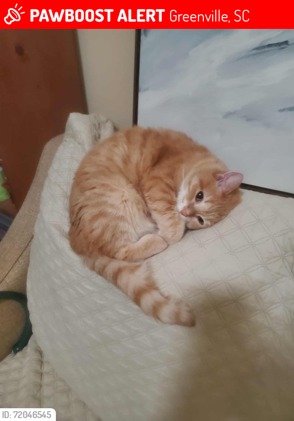 Lost Female Cat last seen the trees between Walden Creek apmts and the power company, near Feaster Road just north of Woodruff, Greenville, SC 29615