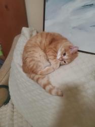 Lost Female Cat last seen the trees between Walden Creek apmts and the power company, near Feaster Road just north of Woodruff, Greenville, SC 29615