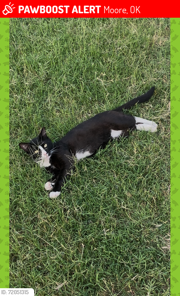 Lost Male Cat last seen Crestmoor Dr near 12th and Eastern, Moore, Moore, OK 73160