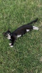 Lost Male Cat last seen Crestmoor Dr near 12th and Eastern, Moore, Moore, OK 73160