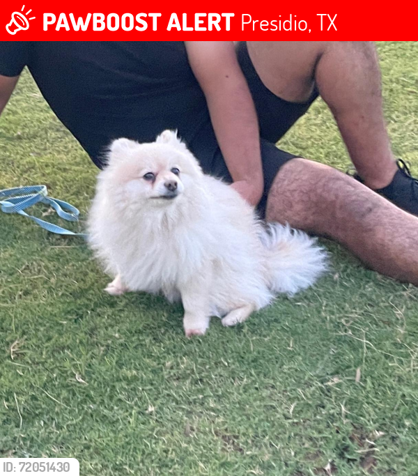 Lost Male Dog last seen Frontier gas station , Presidio, TX 79845