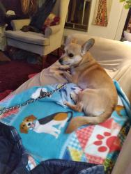 Lost Male Dog last seen Dennis drive and Chambers road, St. Louis, MO 63136