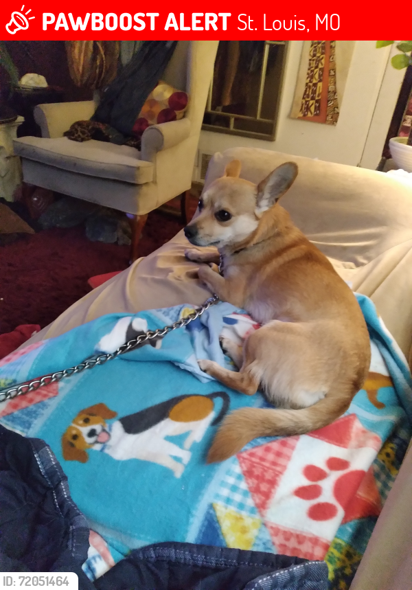 Lost Male Dog last seen Dennis drive and Chambers road, St. Louis, MO 63136