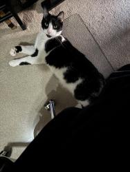 Lost Male Cat last seen Princeton Rd and Walden Ponds Cir, Hamilton, OH 45011