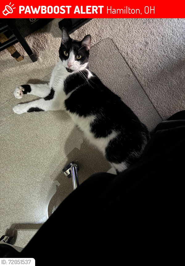 Lost Male Cat last seen Princeton Rd and Walden Ponds Cir, Hamilton, OH 45011
