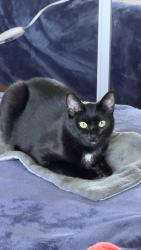 Lost Female Cat last seen Black diamond cafe, Emeryville, CA 94608