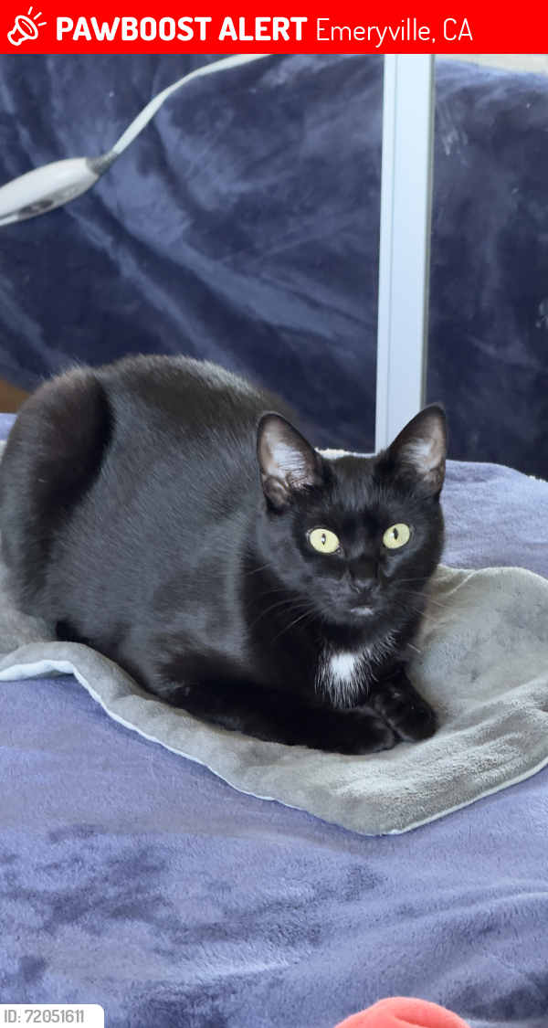 Lost Female Cat last seen Black diamond cafe, Emeryville, CA 94608