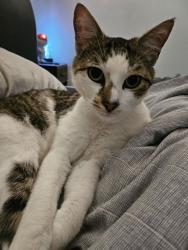 Lost Male Cat last seen Ashby Avenue / Arnold Avenue/ O'Neil Park, Yagoona, NSW 2199