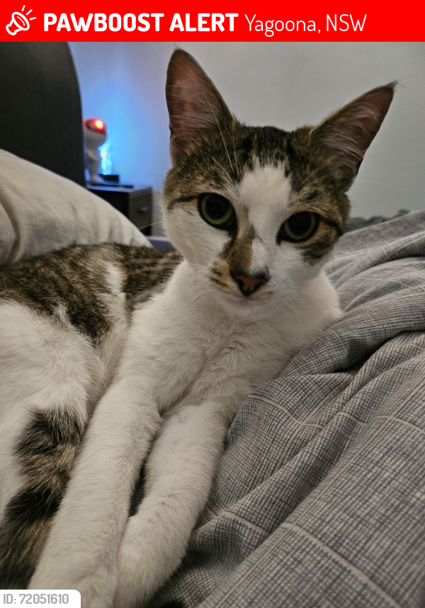 Lost Male Cat last seen Ashby Avenue / Arnold Avenue/ O'Neil Park, Yagoona, NSW 2199