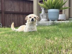 Lost Female Dog last seen Honorly cove, Converse, TX 78109