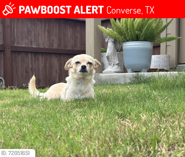 Lost Female Dog last seen Honorly cove, Converse, TX 78109